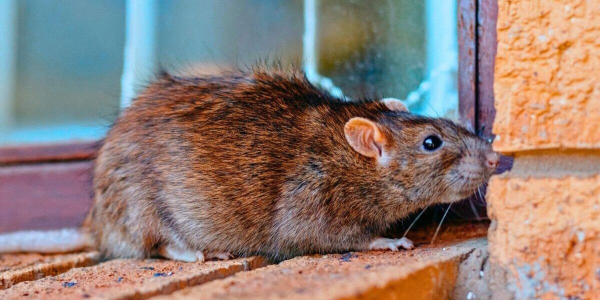 Hearing Noises Tonight? Same-Day Emergency Rodent Help in Oak Brook