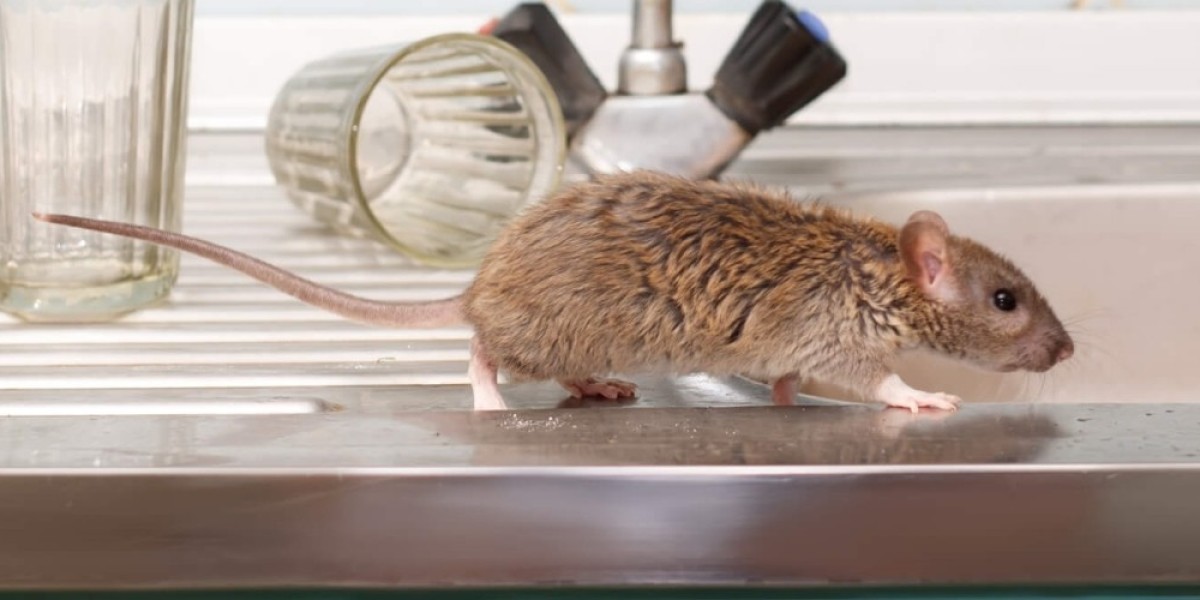 Noises in the Walls? Fast, Professional Rodent Help in Naperville