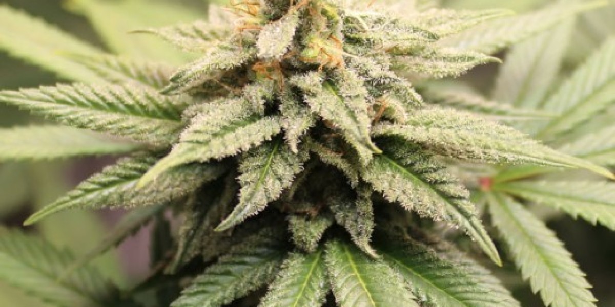 What Is THCA Hemp Flower and Is It Legal to Buy?